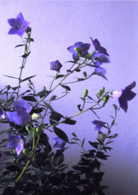 卖花女韦斯特佛